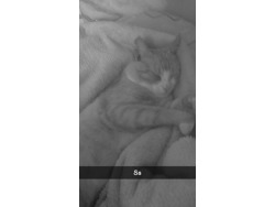 Milita