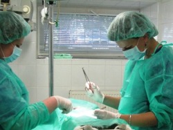 Siūlome darbą veterinarijos gydytojo asistentui (-ei) (2)