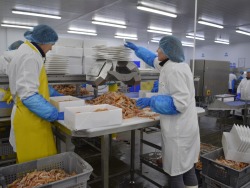 NEMOKAMAS ĮDARBINIMAS ŠKOTIJOJE KREVEČIŲ FABRIKE (8)