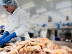 NEMOKAMAS ĮDARBINIMAS ŠKOTIJOJE KREVEČIŲ FABRIKE (4)