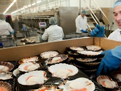 NEMOKAMAS ĮDARBINIMAS ŠKOTIJOJE KREVEČIŲ FABRIKE (2)