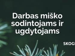 Ieškome miško sodintojų ir ugdytojų darbams Skandinavijoje ir Vokietijoje (2)