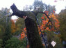 Ieškome <em>aukštalipių</em> - arboristų