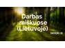 Reikalingi miško sodintojai (Lietuvoje) su perspektyva išvykti į užsienį